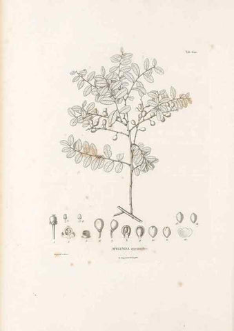 Reproducción/Reproduction 49522052662: Nova genera et species plantarum :. Antverpiae :Ex officina Christophori Plantini ...,1576.. 