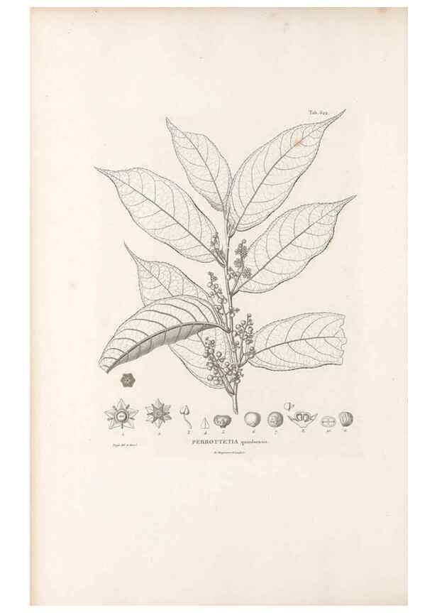 Reproducción/Reproduction 49521841086: Nova genera et species plantarum :. Antverpiae :Ex officina Christophori Plantini ...,1576.. 