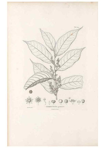 Reproducción/Reproduction 49521841086: Nova genera et species plantarum :. Antverpiae :Ex officina Christophori Plantini ...,1576.. 