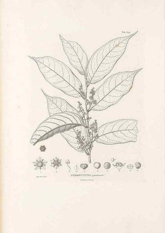 Reproducción/Reproduction 49521841086: Nova genera et species plantarum :. Antverpiae :Ex officina Christophori Plantini ...,1576.. 