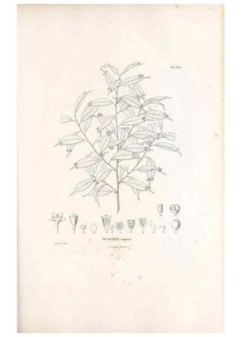 Reproducción/Reproduction 49521841411: Nova genera et species plantarum :. Antverpiae :Ex officina Christophori Plantini ...,1576.. 