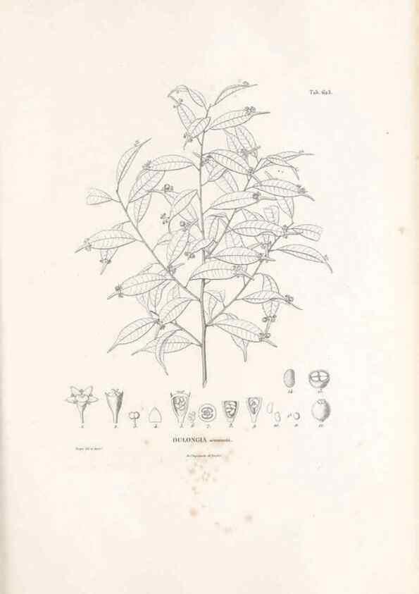 Reproducción/Reproduction 49521841411: Nova genera et species plantarum :. Antverpiae :Ex officina Christophori Plantini ...,1576.. 