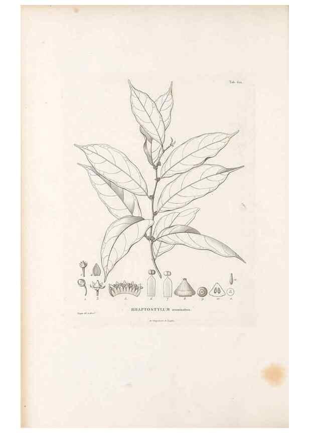 Reproducción/Reproduction 49521320453: Nova genera et species plantarum :. Antverpiae :Ex officina Christophori Plantini ...,1576.. 