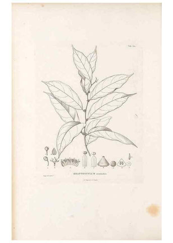 Reproducción/Reproduction 49521320453: Nova genera et species plantarum :. Antverpiae :Ex officina Christophori Plantini ...,1576.. 