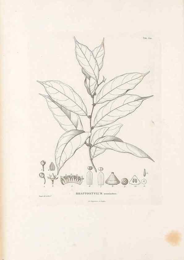 Reproducción/Reproduction 49521320453: Nova genera et species plantarum :. Antverpiae :Ex officina Christophori Plantini ...,1576.. 