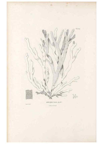 Reproducción/Reproduction 49521320763: Nova genera et species plantarum :. Antverpiae :Ex officina Christophori Plantini ...,1576.. 