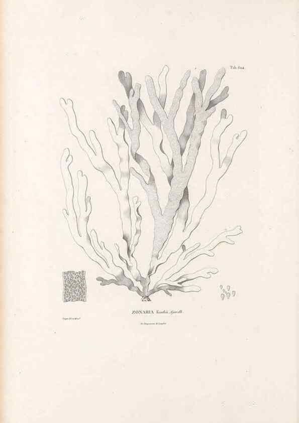 Reproducción/Reproduction 49521320763: Nova genera et species plantarum :. Antverpiae :Ex officina Christophori Plantini ...,1576.. 