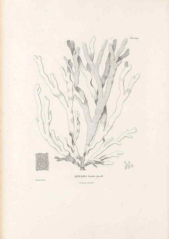 Reproducción/Reproduction 49521320763: Nova genera et species plantarum :. Antverpiae :Ex officina Christophori Plantini ...,1576.. 