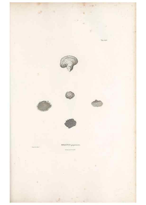 Reproducción/Reproduction 49522054267: Nova genera et species plantarum :. Antverpiae :Ex officina Christophori Plantini ...,1576.. 