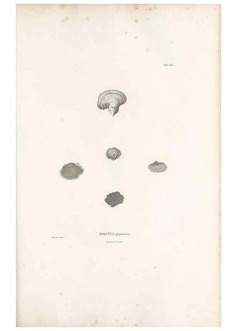 Reproducción/Reproduction 49522054267: Nova genera et species plantarum :. Antverpiae :Ex officina Christophori Plantini ...,1576.. 