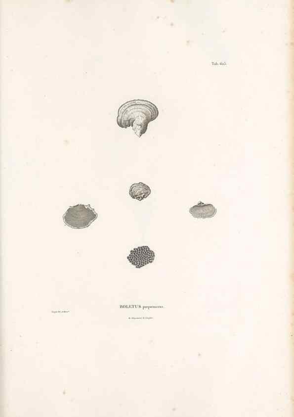 Reproducción/Reproduction 49522054267: Nova genera et species plantarum :. Antverpiae :Ex officina Christophori Plantini ...,1576.. 