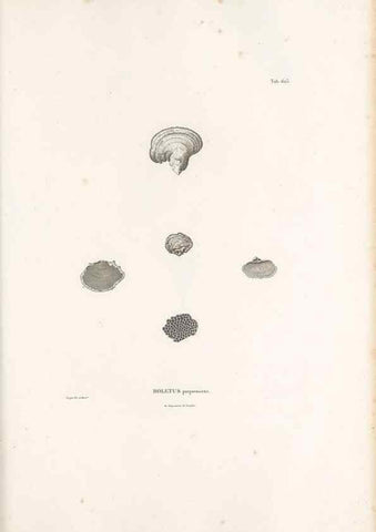 Reproducción/Reproduction 49522054267: Nova genera et species plantarum :. Antverpiae :Ex officina Christophori Plantini ...,1576.. 