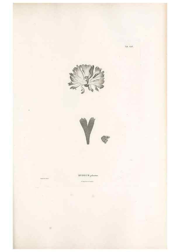 Reproducción/Reproduction 49521842741: Nova genera et species plantarum :. Antverpiae :Ex officina Christophori Plantini ...,1576.. 