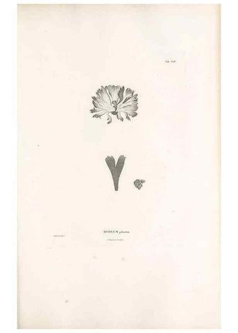 Reproducción/Reproduction 49521842741: Nova genera et species plantarum :. Antverpiae :Ex officina Christophori Plantini ...,1576.. 
