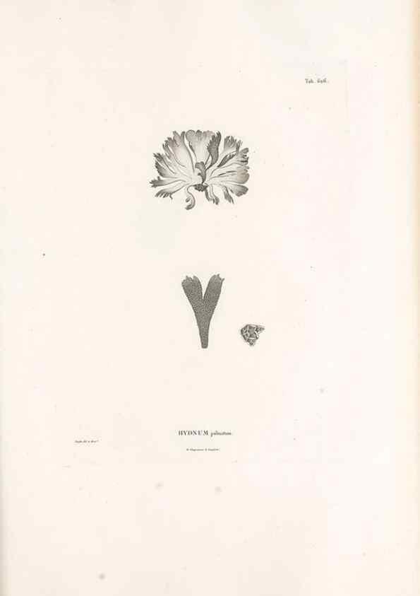 Reproducción/Reproduction 49521842741: Nova genera et species plantarum :. Antverpiae :Ex officina Christophori Plantini ...,1576.. 