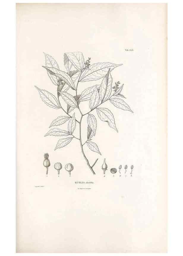 Reproducción/Reproduction 49521852406: Nova genera et species plantarum :. Antverpiae :Ex officina Christophori Plantini ...,1576.. 