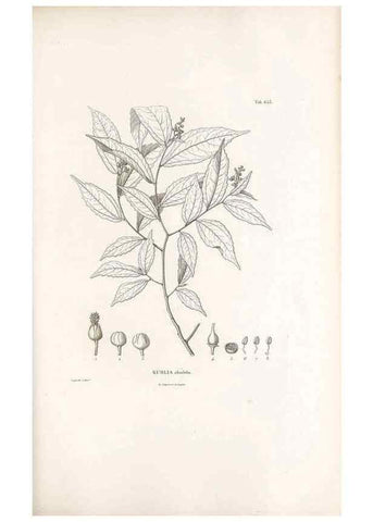 Reproducción/Reproduction 49521852406: Nova genera et species plantarum :. Antverpiae :Ex officina Christophori Plantini ...,1576.. 