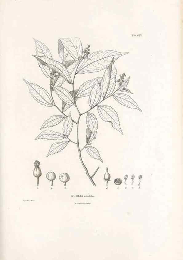 Reproducción/Reproduction 49521852406: Nova genera et species plantarum :. Antverpiae :Ex officina Christophori Plantini ...,1576.. 