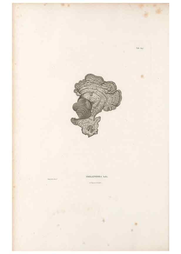Reproducción/Reproduction 49521843081: Nova genera et species plantarum :. Antverpiae :Ex officina Christophori Plantini ...,1576.. 