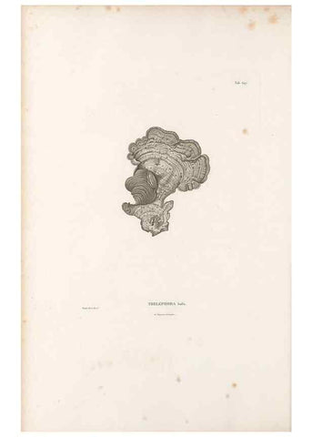 Reproducción/Reproduction 49521843081: Nova genera et species plantarum :. Antverpiae :Ex officina Christophori Plantini ...,1576.. 