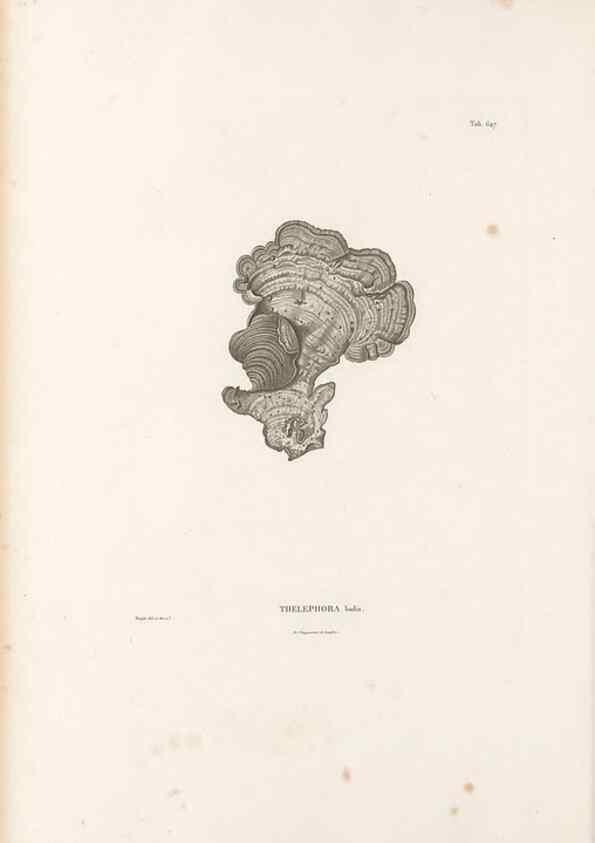 Reproducción/Reproduction 49521843081: Nova genera et species plantarum :. Antverpiae :Ex officina Christophori Plantini ...,1576.. 