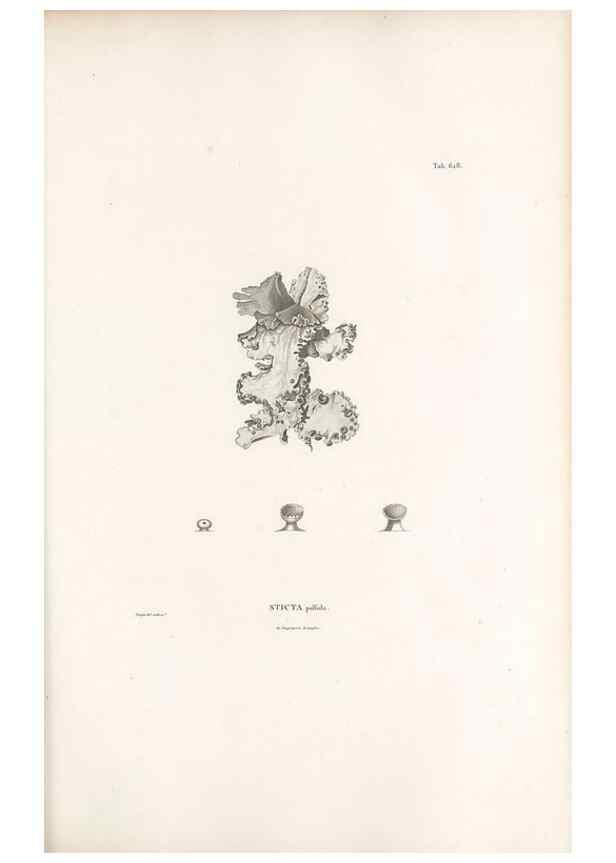 Reproducción/Reproduction 49521843666: Nova genera et species plantarum :. Antverpiae :Ex officina Christophori Plantini ...,1576.. 