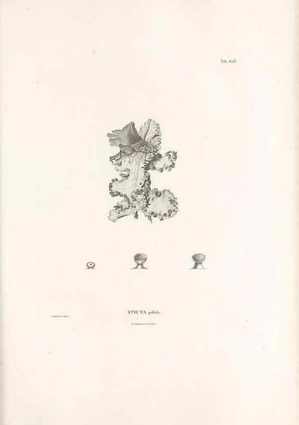 Reproducción/Reproduction 49521843666: Nova genera et species plantarum :. Antverpiae :Ex officina Christophori Plantini ...,1576.. 