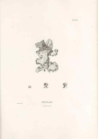 Reproducción/Reproduction 49521843666: Nova genera et species plantarum :. Antverpiae :Ex officina Christophori Plantini ...,1576.. 