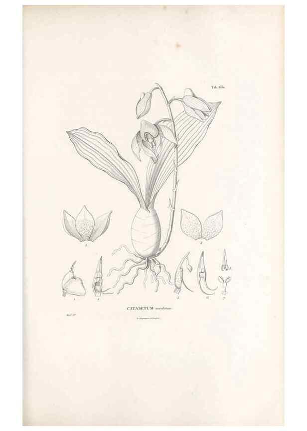 Reproducción/Reproduction 49521844061: Nova genera et species plantarum :. Antverpiae :Ex officina Christophori Plantini ...,1576.. 