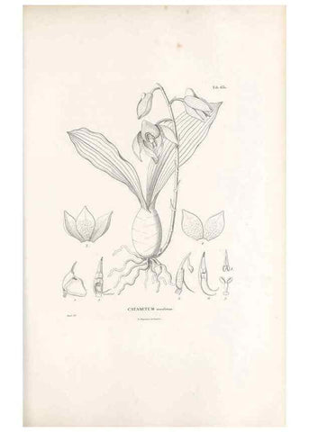 Reproducción/Reproduction 49521844061: Nova genera et species plantarum :. Antverpiae :Ex officina Christophori Plantini ...,1576.. 