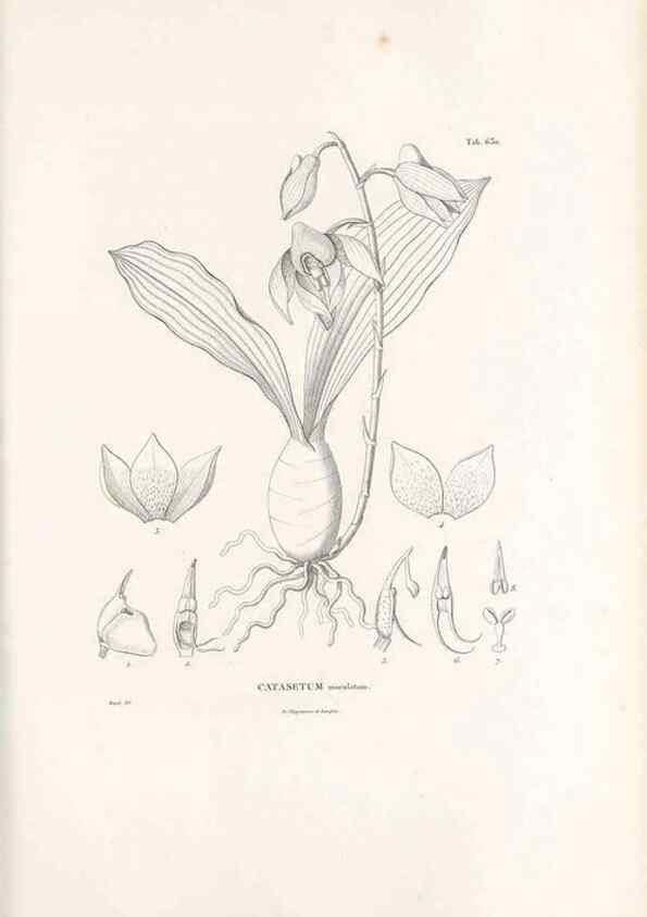 Reproducción/Reproduction 49521844061: Nova genera et species plantarum :. Antverpiae :Ex officina Christophori Plantini ...,1576.. 