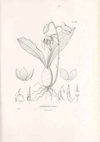 Reproducción/Reproduction 49521844061: Nova genera et species plantarum :. Antverpiae :Ex officina Christophori Plantini ...,1576.. 