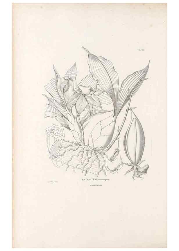Reproducción/Reproduction 49521844466: Nova genera et species plantarum :. Antverpiae :Ex officina Christophori Plantini ...,1576.. 