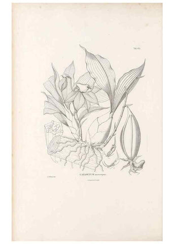 Reproducción/Reproduction 49521844466: Nova genera et species plantarum :. Antverpiae :Ex officina Christophori Plantini ...,1576.. 