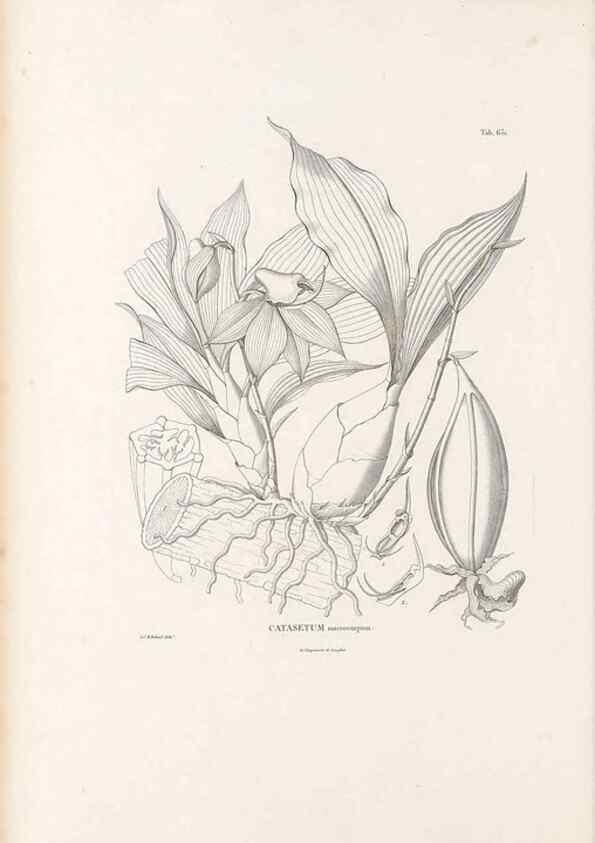 Reproducción/Reproduction 49521844466: Nova genera et species plantarum :. Antverpiae :Ex officina Christophori Plantini ...,1576.. 