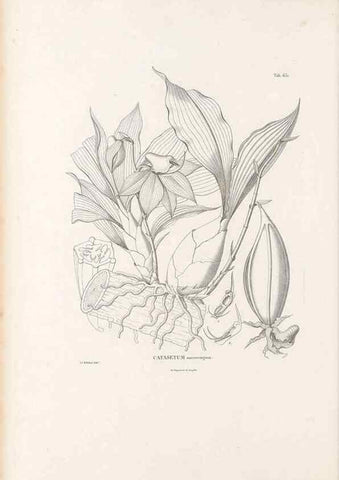 Reproducción/Reproduction 49521844466: Nova genera et species plantarum :. Antverpiae :Ex officina Christophori Plantini ...,1576.. 