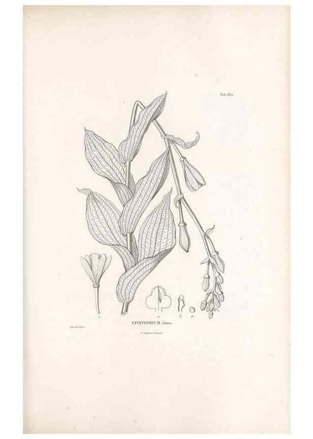 Reproducción/Reproduction 49521844811: Nova genera et species plantarum :. Antverpiae :Ex officina Christophori Plantini ...,1576.. 