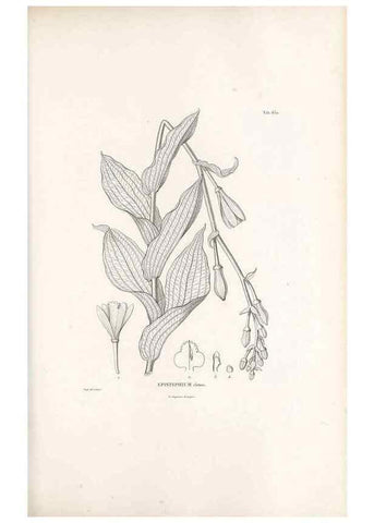Reproducción/Reproduction 49521844811: Nova genera et species plantarum :. Antverpiae :Ex officina Christophori Plantini ...,1576.. 