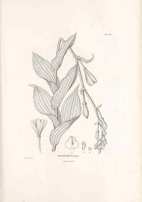 Reproducción/Reproduction 49521844811: Nova genera et species plantarum :. Antverpiae :Ex officina Christophori Plantini ...,1576.. 