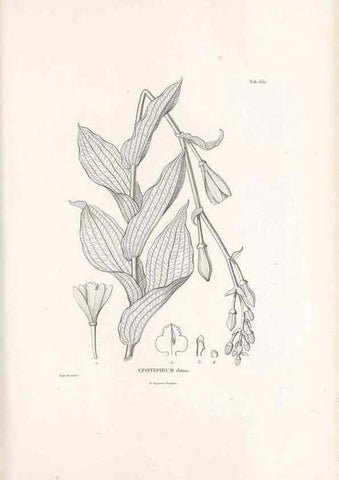Reproducción/Reproduction 49521844811: Nova genera et species plantarum :. Antverpiae :Ex officina Christophori Plantini ...,1576.. 