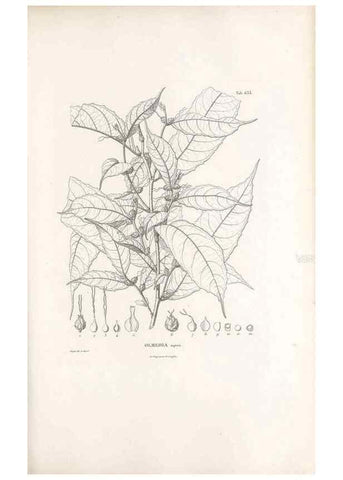 Reproducción/Reproduction 49521845166: Nova genera et species plantarum :. Antverpiae :Ex officina Christophori Plantini ...,1576.. 