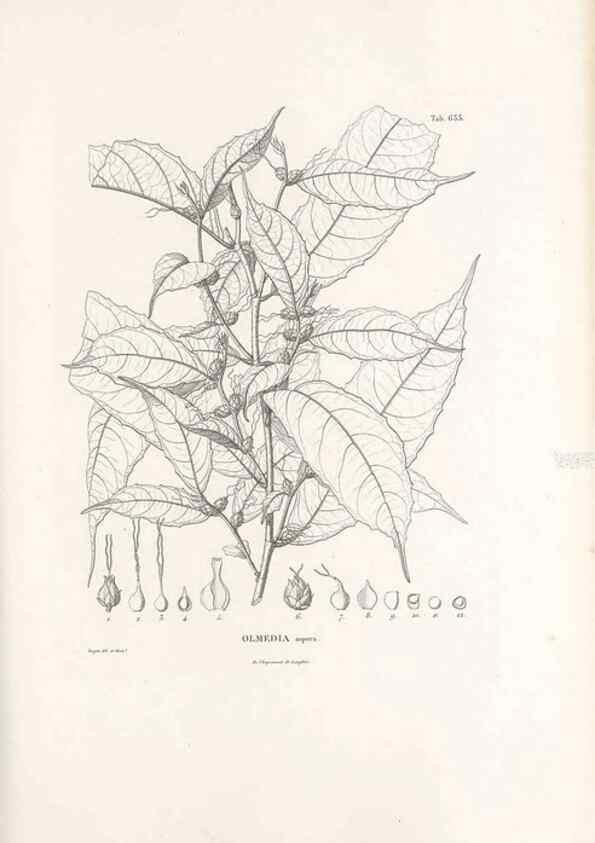 Reproducción/Reproduction 49521845166: Nova genera et species plantarum :. Antverpiae :Ex officina Christophori Plantini ...,1576.. 