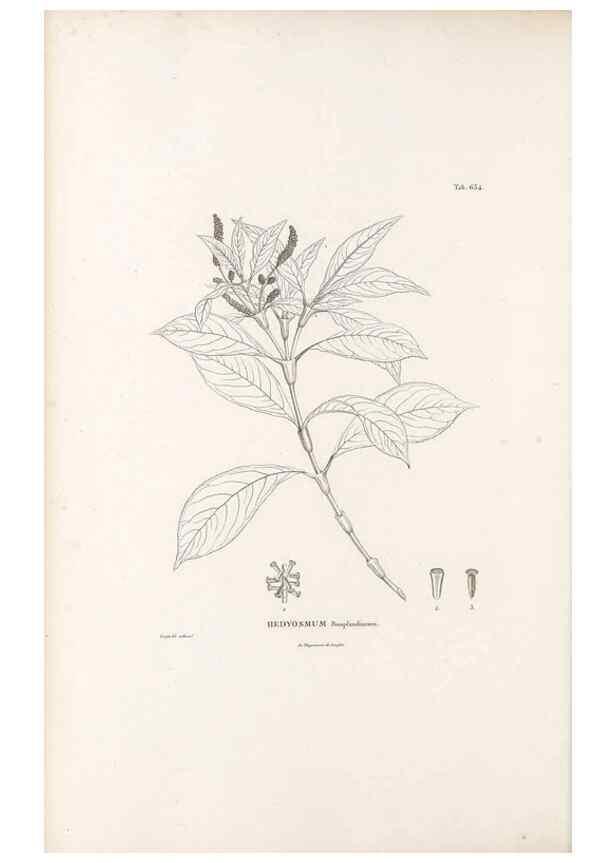 Reproducción/Reproduction 49521845521: Nova genera et species plantarum :. Antverpiae :Ex officina Christophori Plantini ...,1576.. 