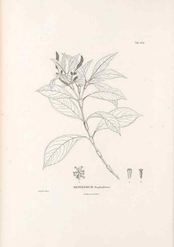 Reproducción/Reproduction 49521845521: Nova genera et species plantarum :. Antverpiae :Ex officina Christophori Plantini ...,1576.. 