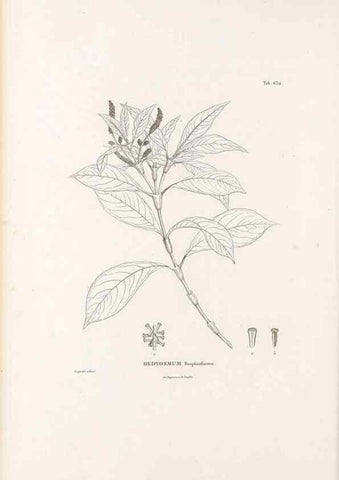 Reproducción/Reproduction 49521845521: Nova genera et species plantarum :. Antverpiae :Ex officina Christophori Plantini ...,1576.. 