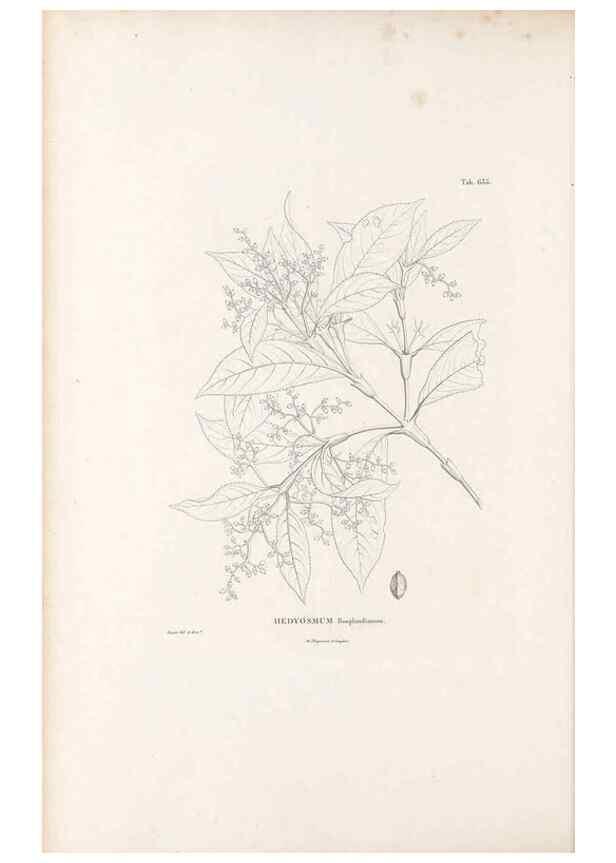 Reproducción/Reproduction 49521845956: Nova genera et species plantarum :. Antverpiae :Ex officina Christophori Plantini ...,1576.. 