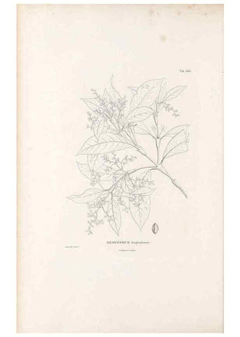 Reproducción/Reproduction 49521845956: Nova genera et species plantarum :. Antverpiae :Ex officina Christophori Plantini ...,1576.. 