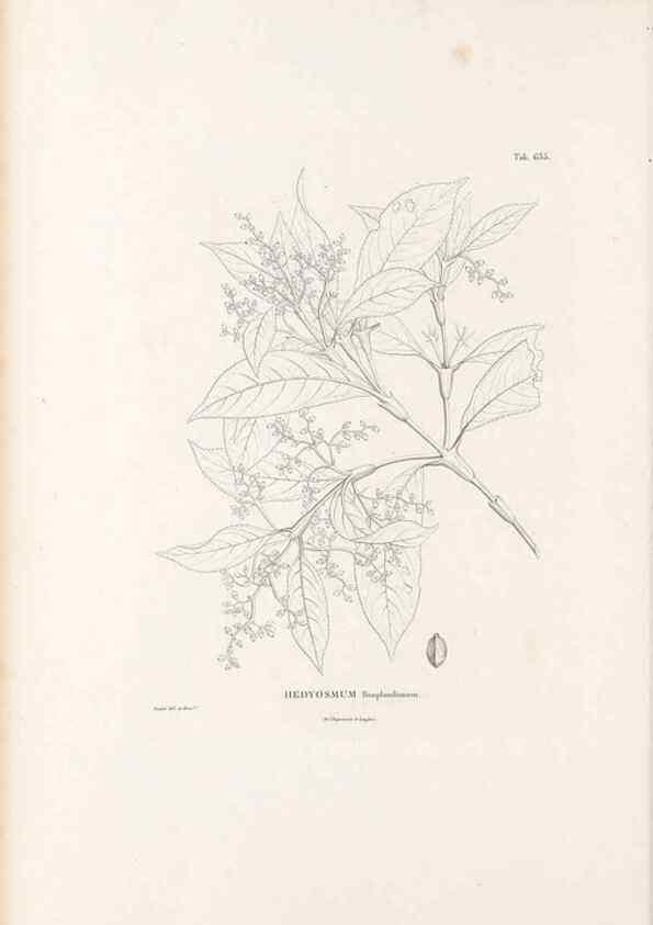 Reproducción/Reproduction 49521845956: Nova genera et species plantarum :. Antverpiae :Ex officina Christophori Plantini ...,1576.. 