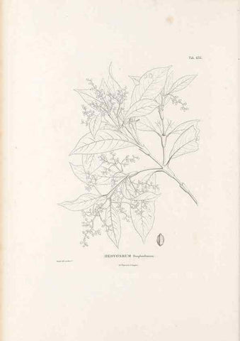 Reproducción/Reproduction 49521845956: Nova genera et species plantarum :. Antverpiae :Ex officina Christophori Plantini ...,1576.. 