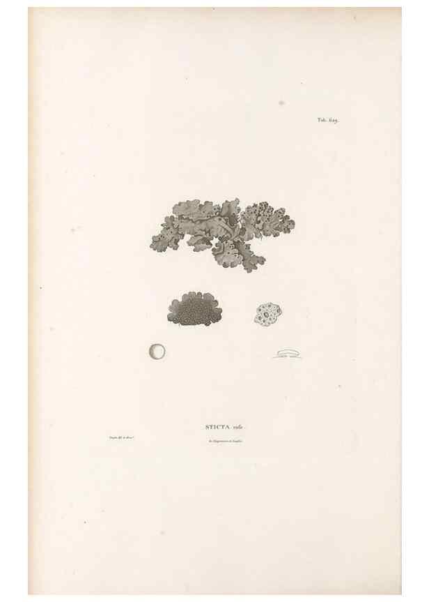 Reproducción/Reproduction 49521322003: Nova genera et species plantarum :. Antverpiae :Ex officina Christophori Plantini ...,1576.. 